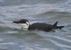 Guillemot at Southend Pier (Steve Arlow) (59305 bytes)